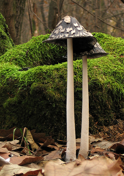 hnojník strakatý Coprinopsis picacea (Bull.) Redhead, Vilgalys & Moncalvo