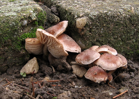 slzivka Hebeloma sp.