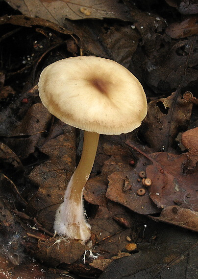 peniazovka maslová Rhodocollybia butyracea f. asema
