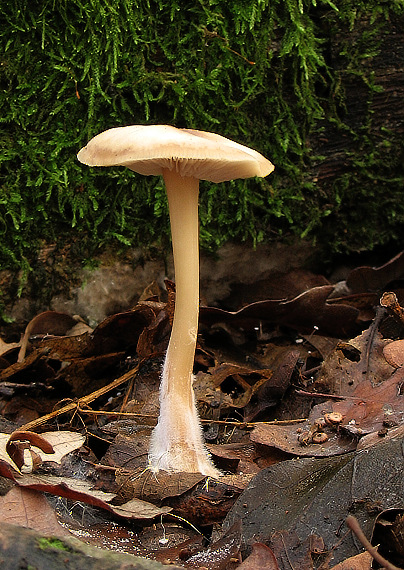 peniazovka Gymnopus sp.