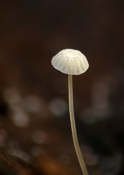 prilbička vlasová? Mycena capillaris?