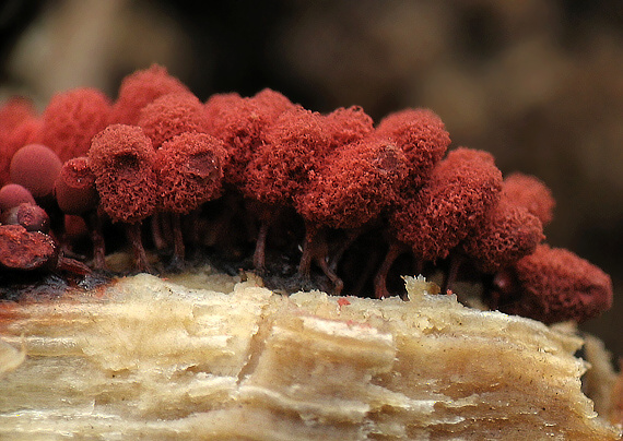 slizovka Arcyria sp.