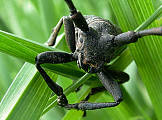 vrzúnik Lamia textor (Cerambycidae)