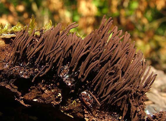 pazderka Stemonitis sp.