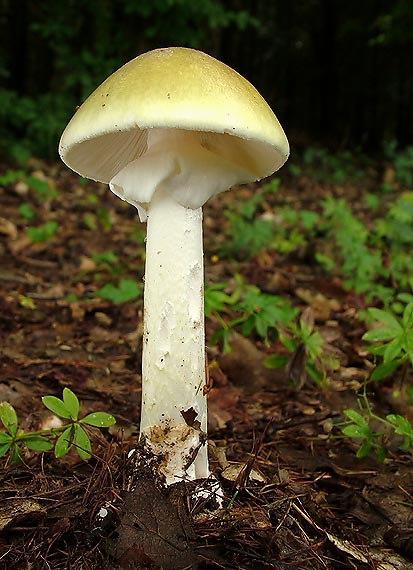 muchotrávka zelená Amanita phalloides (Vaill. ex Fr.) Link