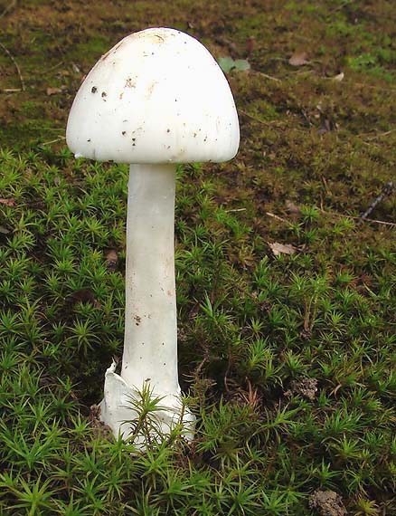 muchotrávka Amanita sp.