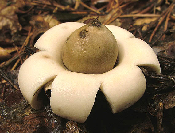 hviezdovka strapkatá Geastrum fimbriatum Fr.