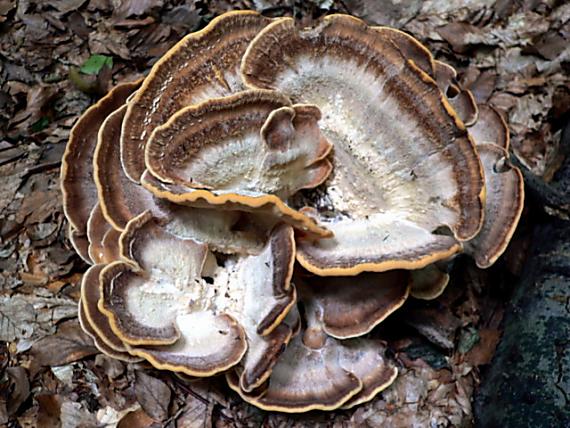 vejárovec obrovský Meripilus giganteus (Pers.) P. Karst.