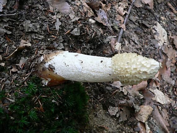 hadovka smradľavá Phallus impudicus L.