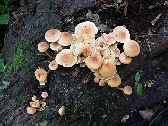 strapcovka Hypholoma sp.
