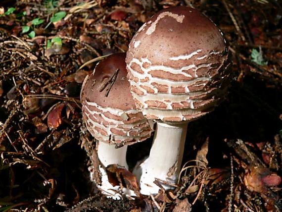 bedľa červenejúca Chlorophyllum rhacodes (Vittad.) Vellinga