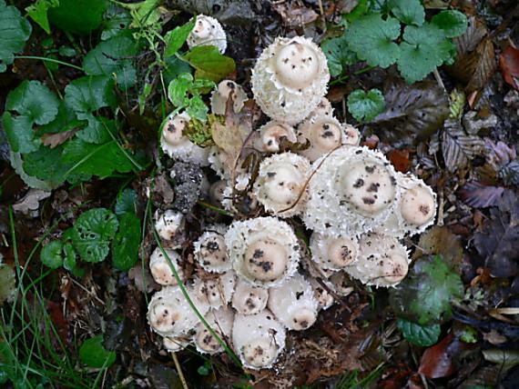 hnojník obyčajný Coprinus comatus (O.F. Müll.) Pers.