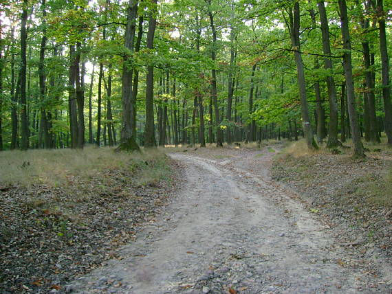 rozcestie