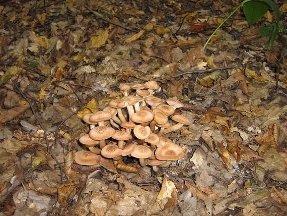 podpňovka bezprsteňová Armillaria socialis (DC.) Fayod
