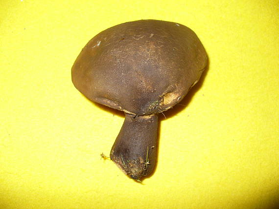 čechračka tmavohlúbiková Tapinella atrotomentosa (Batsch) Šutara