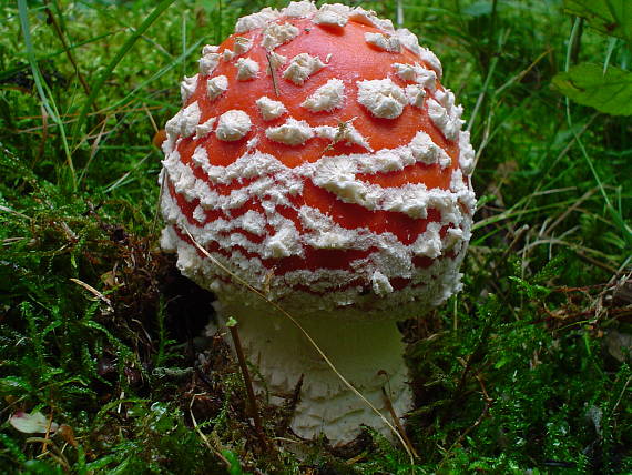 muchotrávka červená Amanita muscaria (L.) Lam.