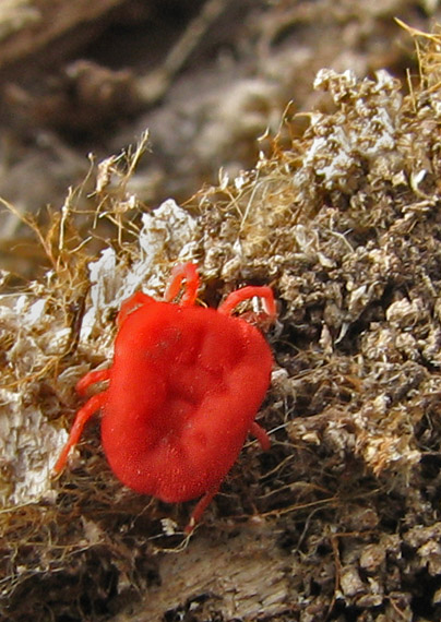 Roztočík červený Trombidium holosericeum