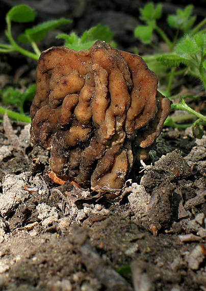 smrčkovec náprstkovitý vráskavý Verpa conica var. cerebriformis (J. Moravec et Svrček) Šebek