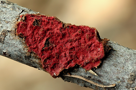 kožnačka červená Hymenochaete cruenta (Pers.) Donk