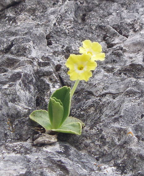 prvosienka 2 Primula auricula L.