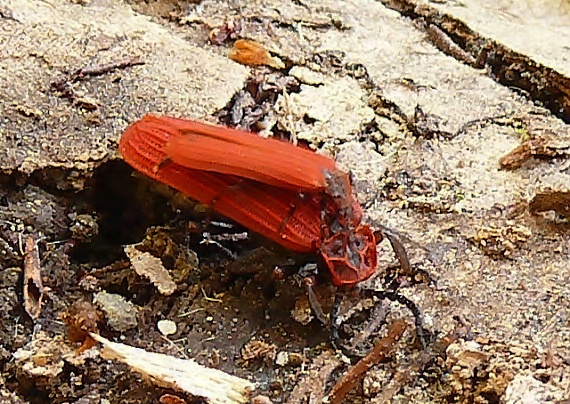 dlhoústec červený (cz) Dictyoptera aurora