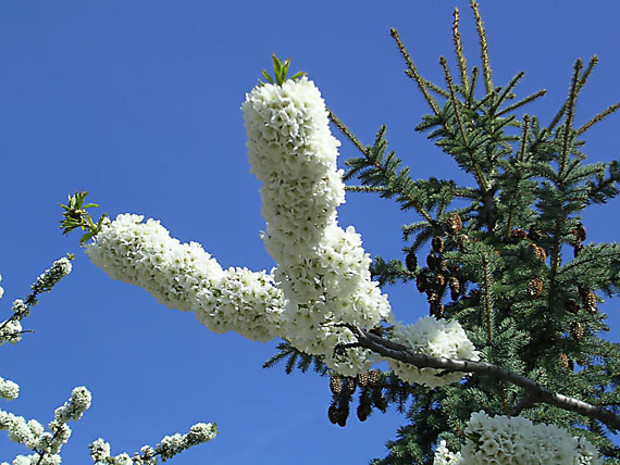 čerešnička aprílová Prunus sp.