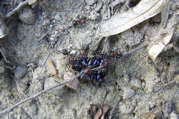 mravce na hostine