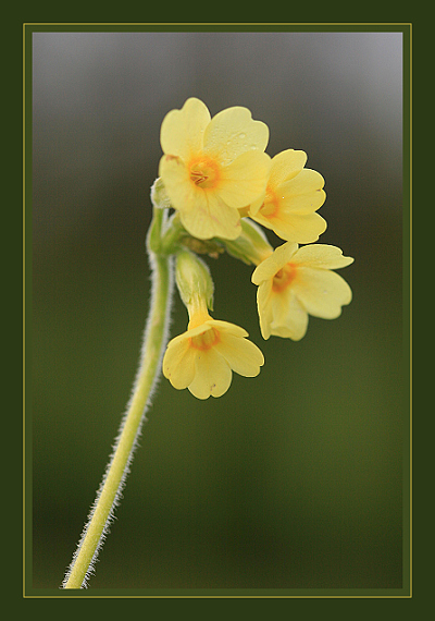prvosienka vyššia  Primula elatior
