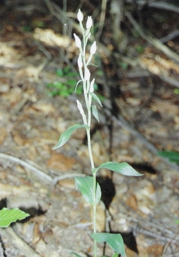 prilbovka biela Cephalanthera alba