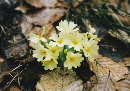 prvosienka obyčajná Primula acaulis (L.) L.