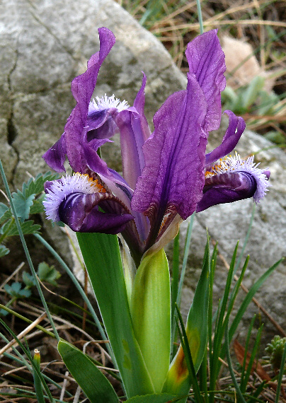 kosatec nízky Iris pumilla