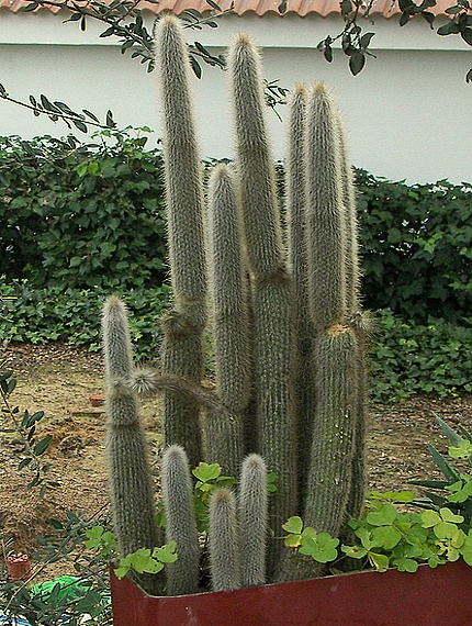 kaktus.