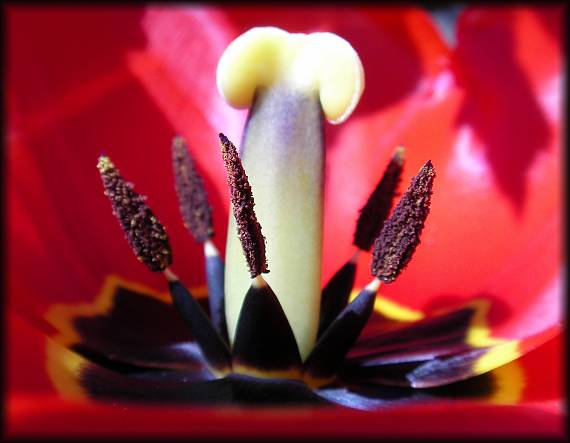 tulipán červený