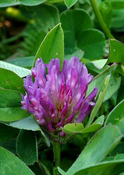 ďatelina lúčna Trifolium pratense L.
