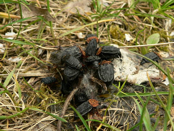 mrchožrout rudoprsý na zdechlé myši Oiceoptoma thoracica Linnaeus