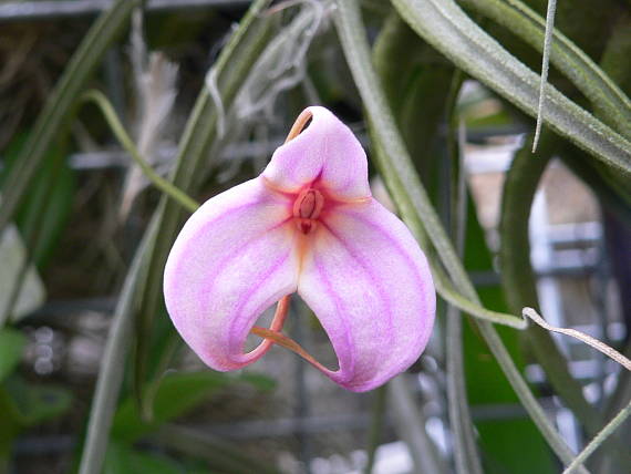 výstava orchidejí-brno 2007
