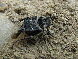 valgus hemipterus (Valginae) Scarabaeidae