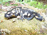 salamandra škvrnitá
