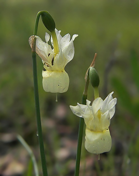 narcis Narcissus pallidulus