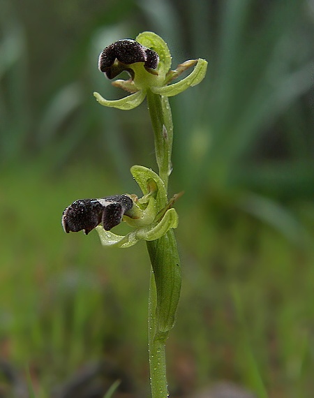 hmyzovník Ophrys sp.