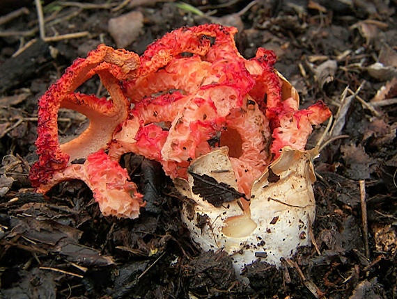 mrežovka červená Clathrus ruber P. Micheli ex Pers.