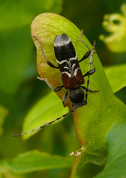 fuzáč Anaglyptus mysticus (Cerambycidae)