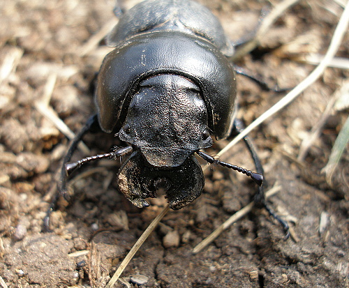 lethrus Lethrus apterus (Scarabaeidae)