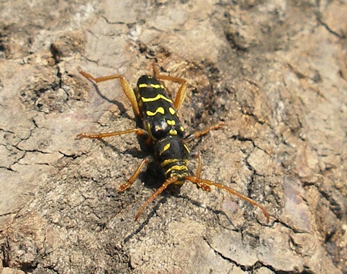 plagionotus Plagionotus arcuatus (Cerambycidae)