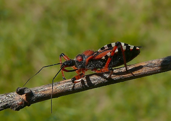 zákernica červená Rhynocoris iracundus