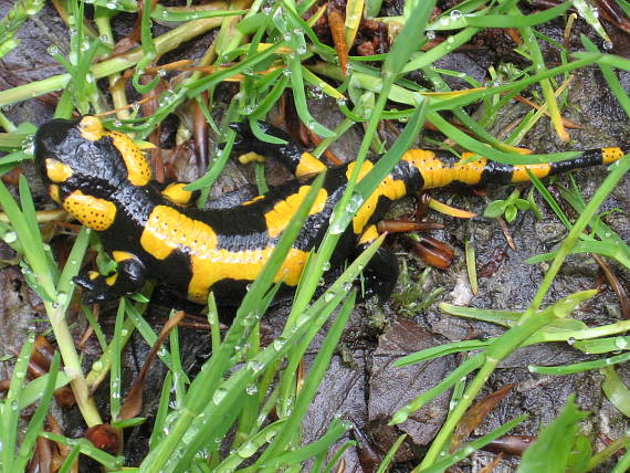 salamandra škvrnitá - mláďa