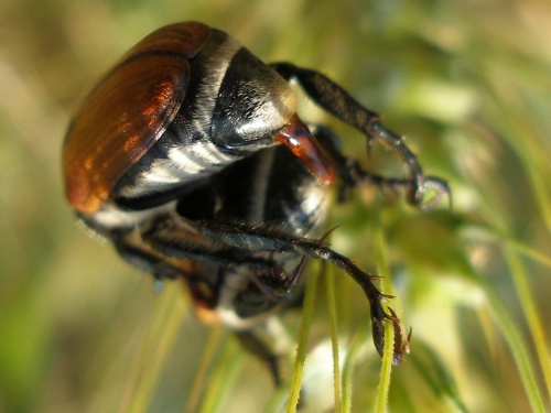 a rod už nevyhynie... Anisoplia austriaca (Scarabaeidae)