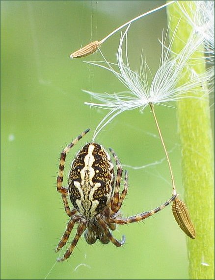 pavúk križiak Aranaeus diadematus