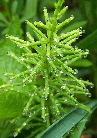 praslička roľná Equisetum arvense L.