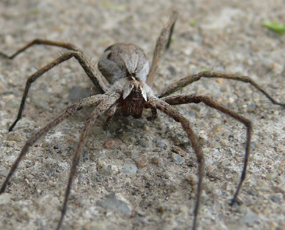 pavúk pisaura mirabilis